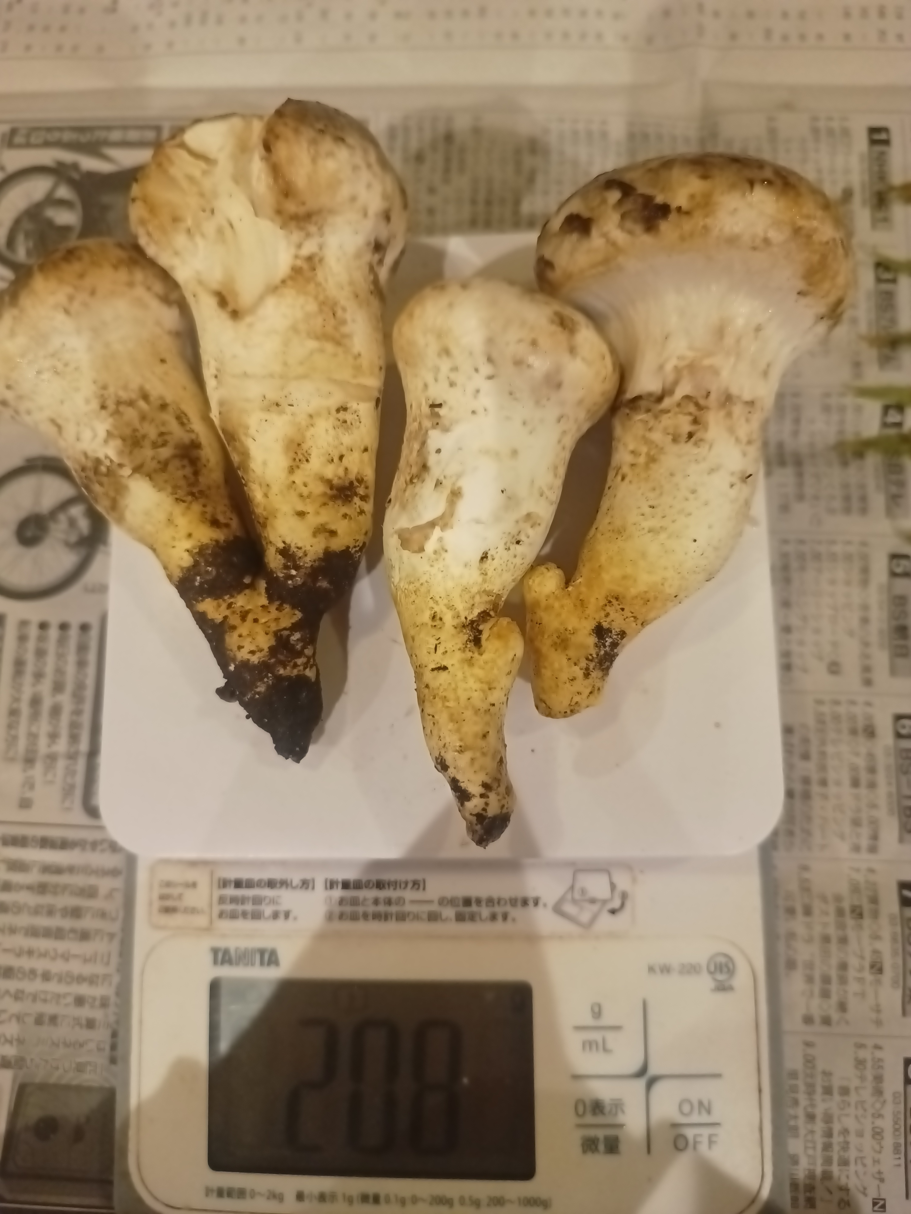 北海道産❗️天然松茸❗️340g‼️ ☆信州産松茸☆開きの冷凍松茸280グラム☆まつたけ☆国産松茸