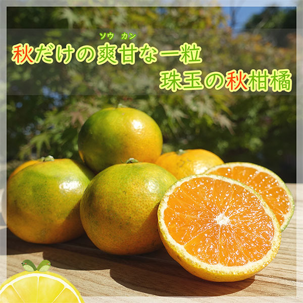 緑黄完熟みかん「爽甘秋みかん