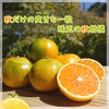 緑黄完熟みかん「爽甘秋みかん"YN26"（アオアマ）」
