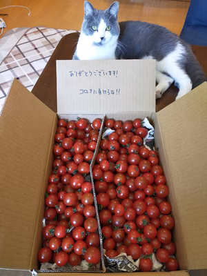 みんなの投稿の画像