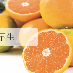 【11月発送！ギフト優良品種】由良みかんサイズバラ　秀・優（静岡）約2.5kg