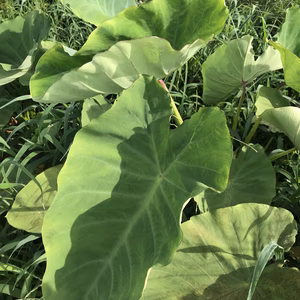 千葉県外房からお送りする里芋1キロ