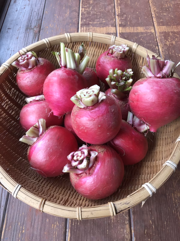 綺麗で美味しい！サラダカブ！