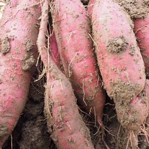 ねっとり蜜があまい！「紅はるか」(栽培期間中化学肥料、化学合成農薬不使用)