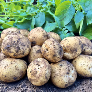 【数量限定】ホクホクの新じゃがいも