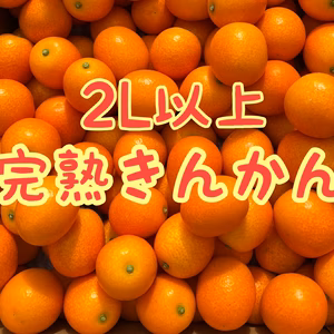 ☆訳あり２L以上1kg、３kg、4kg皮ごとまるかじり完熟きんかん　