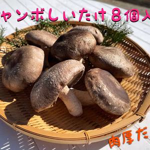 ジャンボ椎茸（８個入り）