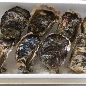 宮崎産天然岩牡蠣（生食用）2㎏セット　中サイズ　期間限定4月から9月末