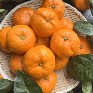 『青島』5㎏ Lサイズ（１㎏あたり8-9個）温州みかん 湯河原産