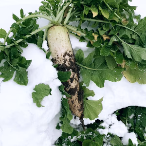 【1年に１度しか味わえない、越冬大根のお届けに参りました。】　≪1本≫　