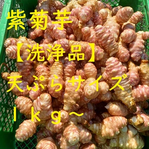 【紫菊芋】洗浄品　天ぷらサイズ　１ｋｇ～　農薬未使用