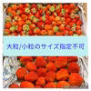 【着指定可能】サイズおまかせご家庭用　夏秋いちご　内容量約１キロ〜