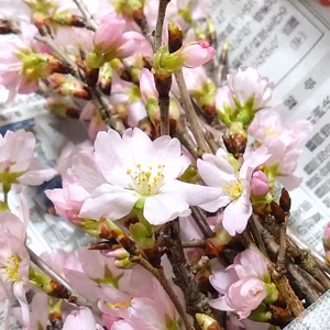 啓翁桜　約50cm10本