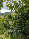 【２Ｌ大サイズ】本場！紀州南高梅/青梅