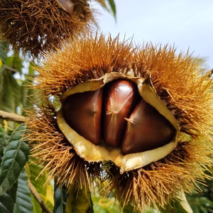 小布施牧場の小布施栗