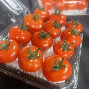 甘やかして育てました！ノンストレスの超薄皮ミニトマト　12パック