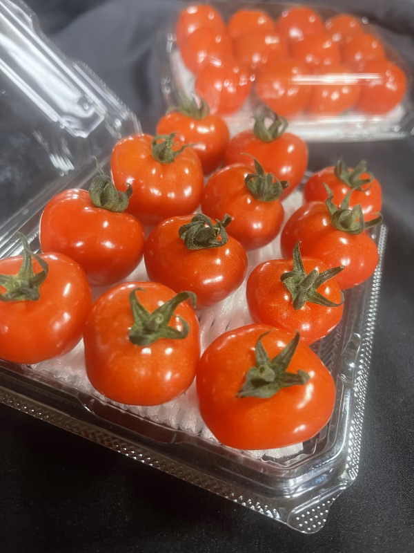甘やかして育てました！ノンストレスの超薄皮ミニトマト　12パック