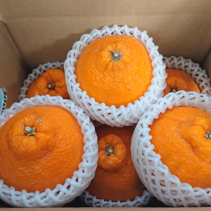 【不知火】(貯蔵完熟)#農カード付