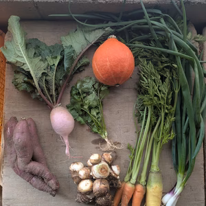 常温便【11月のお試しBOX】渥美半島から旬と彩りの野菜セット