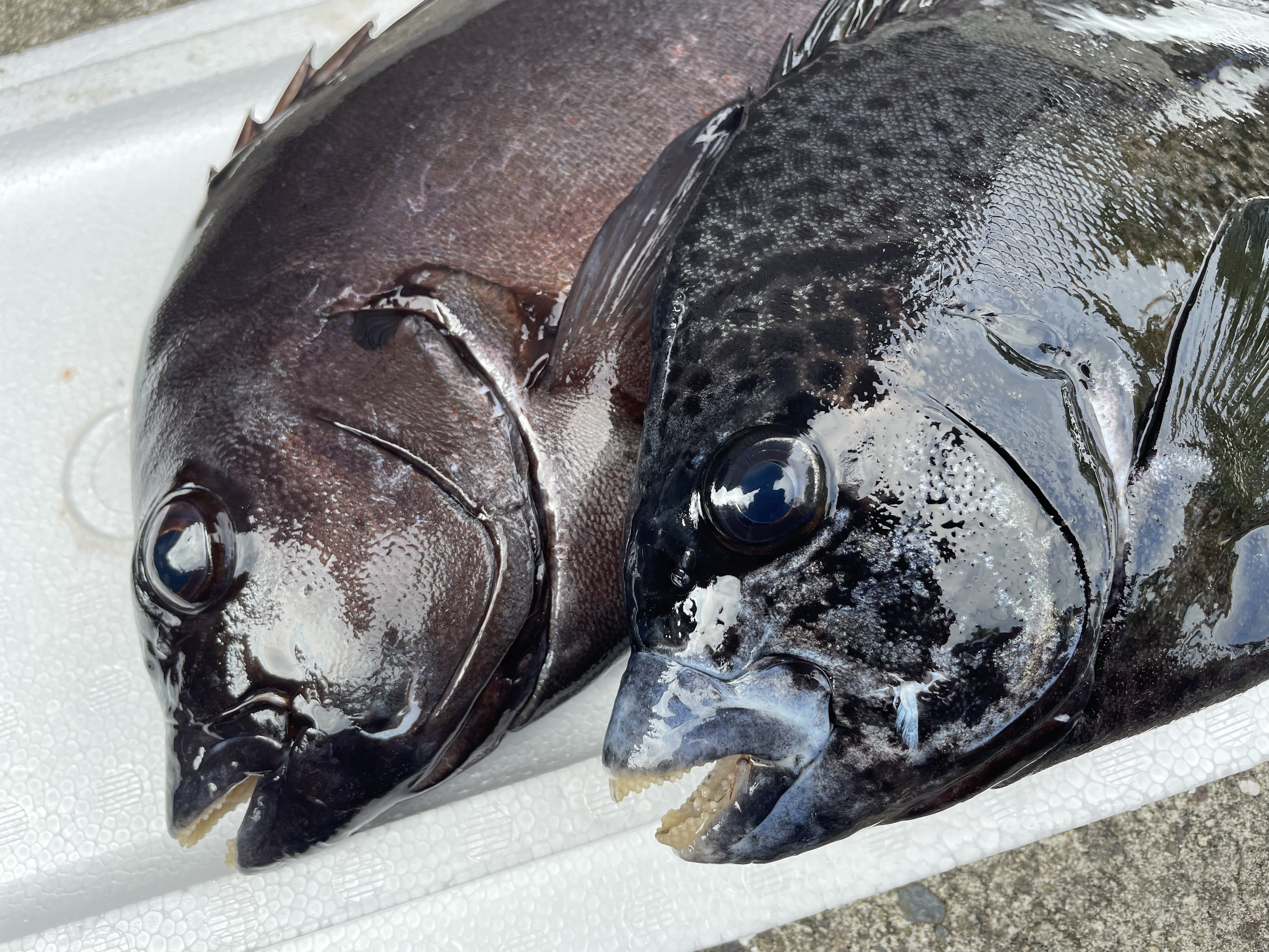 魚介類の産直通販・お取り寄せ商品｜ポケットマルシェ｜産地直送