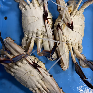 大きなサイズ‼️3匹で2kg位　ワタリガニ(オス)