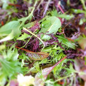 ☆サラダ好きの方へ☆季節限定☆春の生命力あふれるサラダリーフセット☆