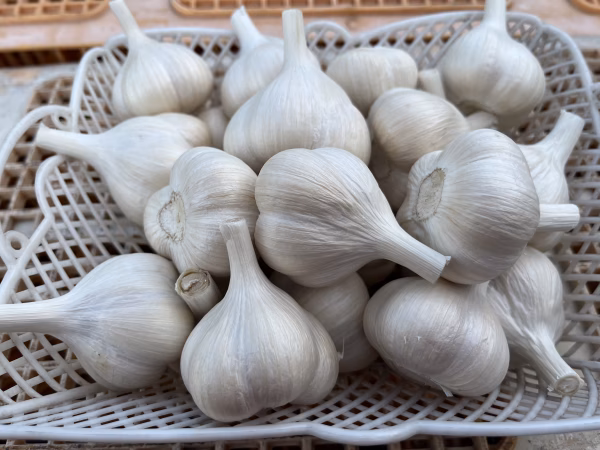 【整形玉】青森県産にんにく