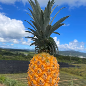 【50名様限定＆送料無料】パイナップル（スナックパイン）糖度抜群！6月中発送