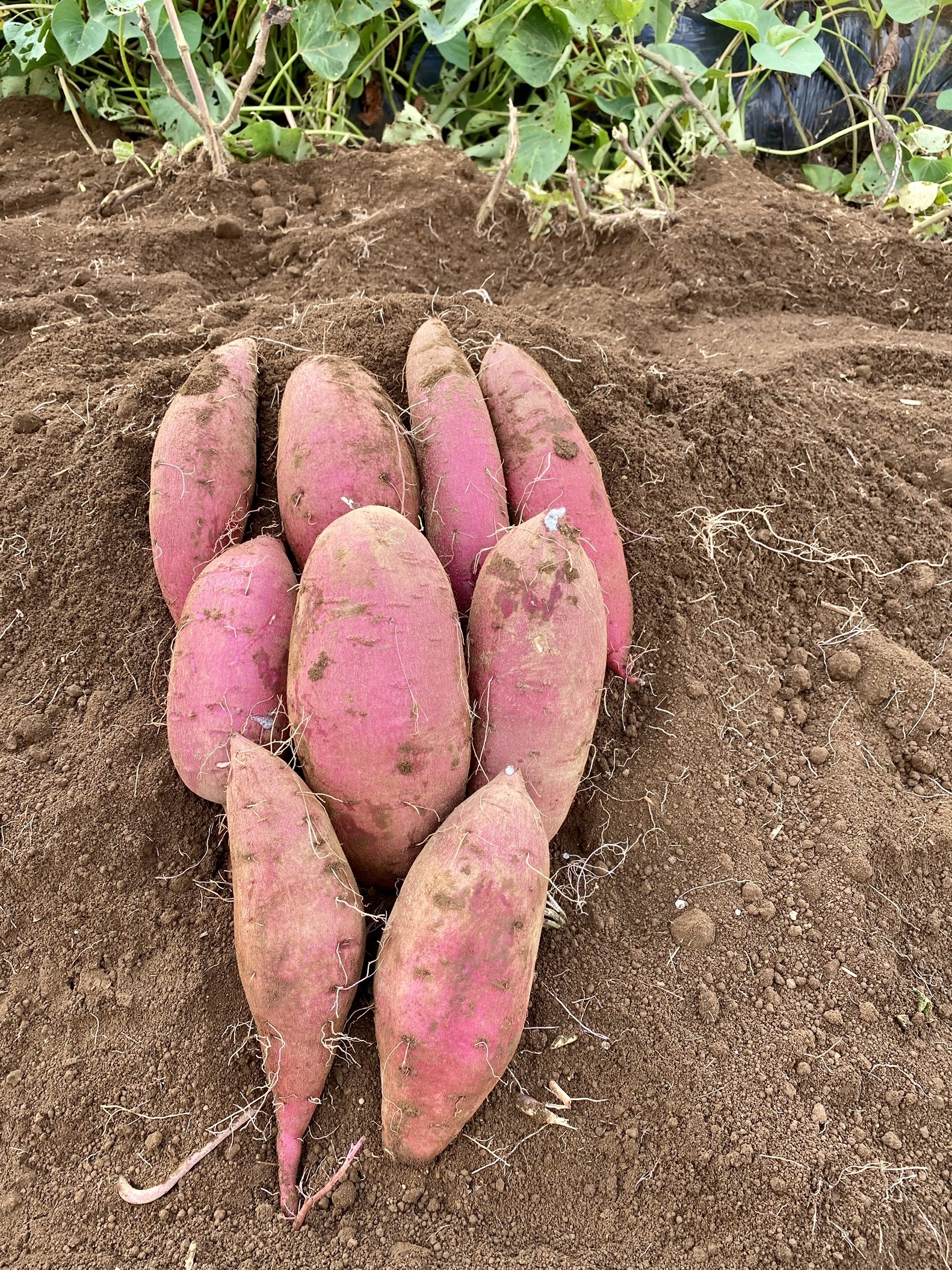 滑らかな舌触りと上品な甘さ❣️S・M混合【 シルクスイート 1.8kg