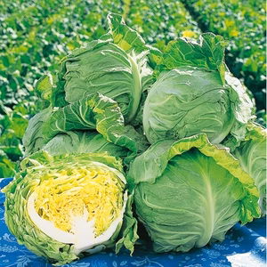キャベツ（春キャベツ）