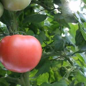 会津磐梯トマト【磐梯天授】3キロ箱満杯詰め(14~22個)　大玉トマト