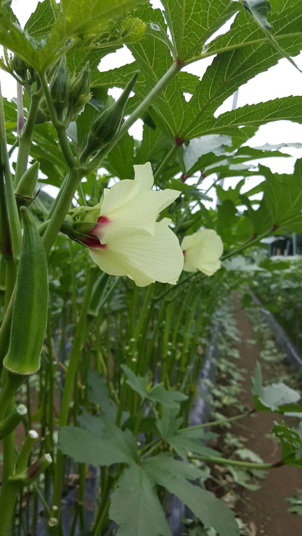 朝採りオクラ入り 季節の野菜セット 100サイズ こむぎ屋工房 恭農園 農家漁師直送のポケットマルシェ