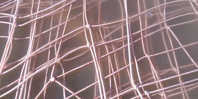 海苔の育苗記④｜ただいま葉長3−5mmばい