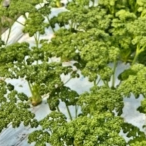 宅配便【期間限定】新鮮 生パセリ 200g ～☆