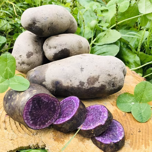 3.5㌔【限定販売】幻の紫じゃがいも✨農薬不使用の自然栽培