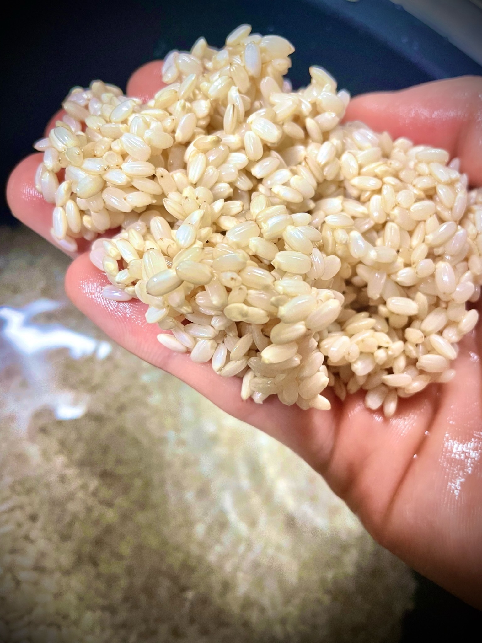 ぶぜんのお米・こが農園 福岡県産「夢つくし」5kg 令和7年産