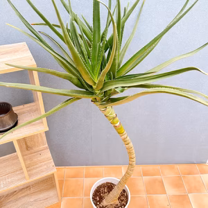 【在庫販売】　アロエ　メデューサ　室内　大型　屋外　多肉植物　ドライガーデン