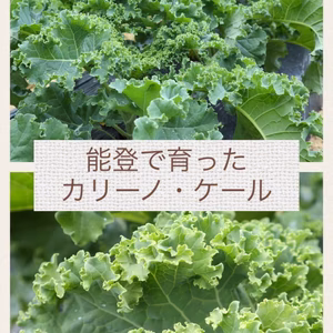 能登産 カリーノ•ケール　尽くし