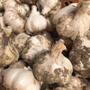 お買い得！！青森県産にんにく【土つき・不揃い】