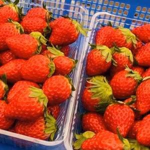 サイズ不揃い。加工用いちご