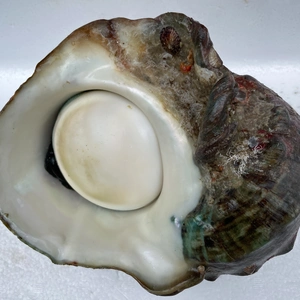 【素潜り】夜光貝2.0kg 貝殻ピカピカ丸磨き選択可能