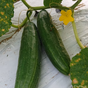 「7周年福袋」農薬、化学肥料不使用の夏野菜セット（7品+1品おま）       