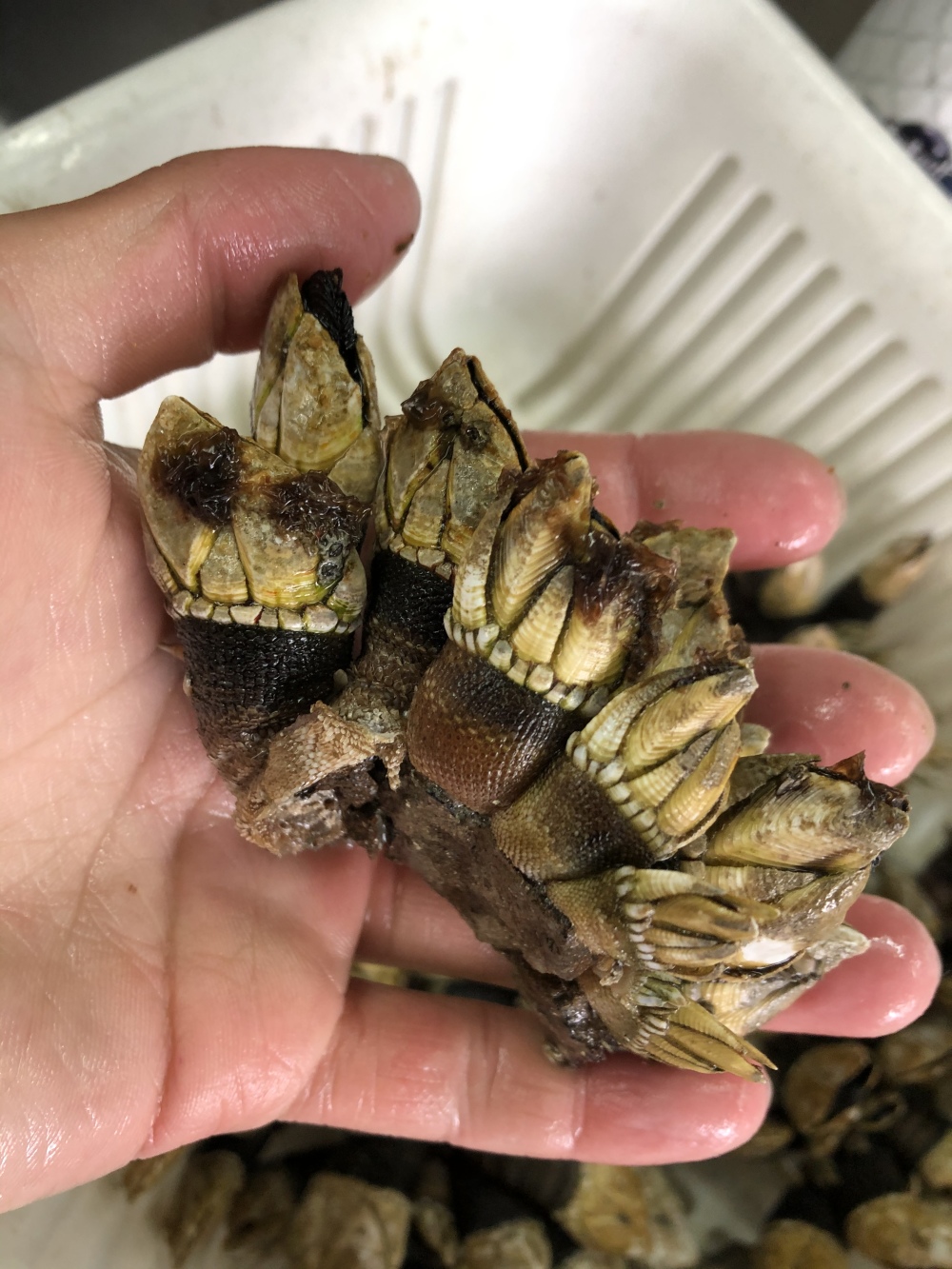 志摩産 カメノテ 農家漁師から産地直送の通販 ポケットマルシェ