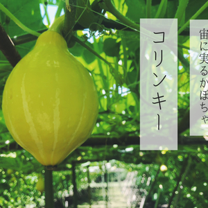 【宮崎産とれたて直送便】生食できるかぼちゃ、コリンキー４個入り。