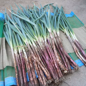 ご当地　野菜　赤ネギ　泥土ネギ　２ｋｇ　エコファーマー認定　減農薬