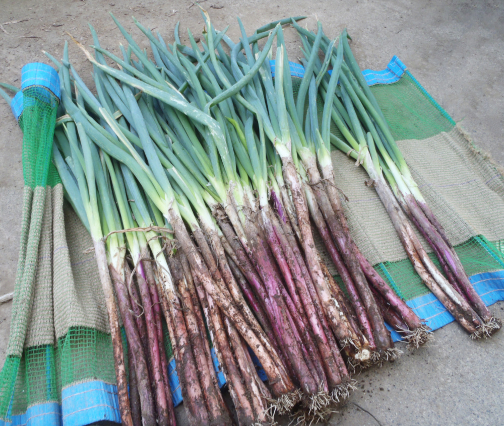 ご当地 野菜 赤ネギ 泥土ネギ ２ｋｇ エコファーマー認定 減農薬 農家漁師から産地直送の通販 ポケットマルシェ