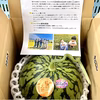 名産地熊本県よりお届け‼︎小玉すいか1玉入り(2.3kg前後)