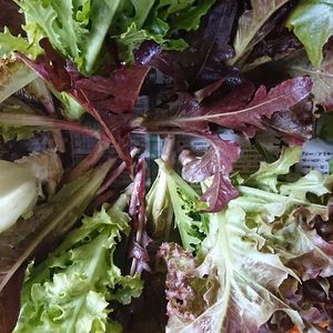 一瞬一旬お野菜セット