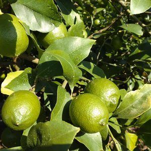 広島県産　坂口農園『グリーンレモン』良品　2kg（箱込み)