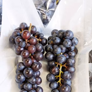 【山奥のぶどう】青森県産スチューベン 約4Kg入り＜ご家庭用・加工用＞